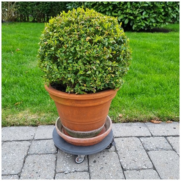 Inventarhjul "Nero" 25mm - 38x30mm Plade - med Bremse